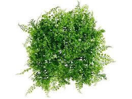 �A�C���X�I�[���} DECO GREEN �E�H�[���p�l�� �A�W�A���^�� WG-50A