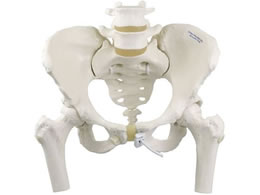 ���{�X���[�r�[�E�T�C�G���e�B�t�B�b�N �������Ճ��f��(���^�E��ڍ��t)��ڍ��t �l�̖͌^ 25-3004-01 A62 1