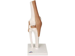 ���{�X���[�r�[�E�T�C�G���e�B�t�B�b�N �G�֐߃��f��(��t)�l�̖͌^ 11-2050-02 A82(12X12X32CM)