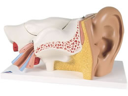 ���{�X���[�r�[�E�T�C�G���e�B�t�B�b�N ���Ւ��o�탂�f��(�A�h�o���X�^)�l�̖͌^ 11-2115-00 E11(34X16X19CM)