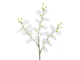 YDM IVW[ zCg FFH-0002-W