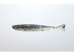 issei ���C�A�~�m�[3(�������[��) #22 ���U�[�o�[�x�C�g