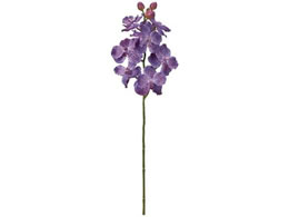  tAo_I[Lbh #17 PURPLE FM000336-017