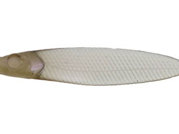 issei ���C�A�~�m�[�t���b�g�T�J�i�T�J�i 3.8 #62 �t�����J�T�M