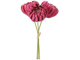   OCX}sbN #16 BEAUTY 3{