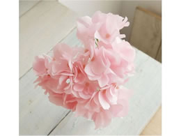   AXnChWA #202 PRPK 171