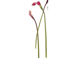   BZgJ[ S #16 BEAUTY 0