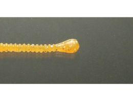 issei CY Xpe 1.5 #009 IW(O[)