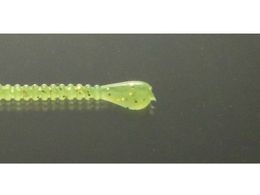 issei CY Xpe 2 #010 `[g(O[)