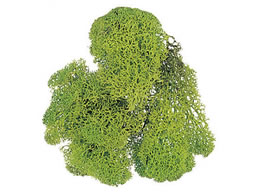 H| vU[uh CfBAX ܓ XvOO[