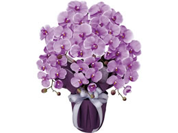 A[gNGCV GKgӒ 64cm [Y 61280006