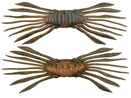 �W���b�J�� �h���t�g�N���u45 #�X�|�[���M��