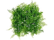 �A�C���X�I�[���}/DECO GREEN �E�H�[���p�l�� �A�W�A���^��/WG-50A