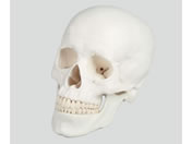 �A�Y���� ���W3�������f�� 180�~190�~120 8-8312-01