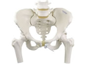 ���{�X���[�r�[�E�T�C�G���e�B�t�B�b�N/�������Ճ��f��(���^�E��ڍ��t)��ڍ��t �l�̖͌^ 25-3004-01 A62/1