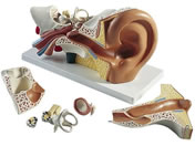 ���{�X���[�r�[�E�T�C�G���e�B�t�B�b�N ���t���o�탂�f��(�W���^)�l�̖͌^ 11-2120-00 E10(34X16X19CM)