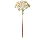   OCx[ 3{ #37 CREAM