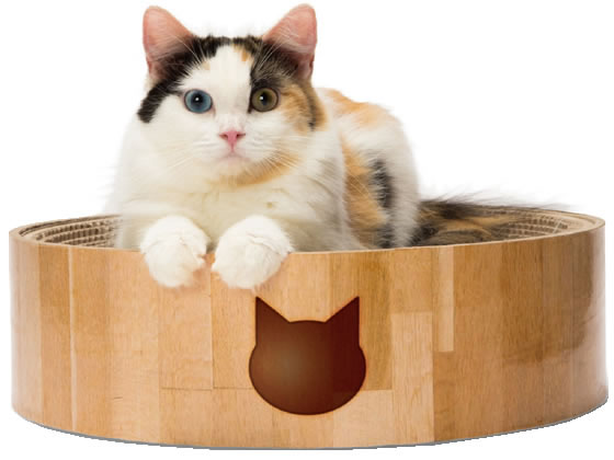 猫壱 バリバリボウル猫柄 猫壱 バリバリボウル猫柄