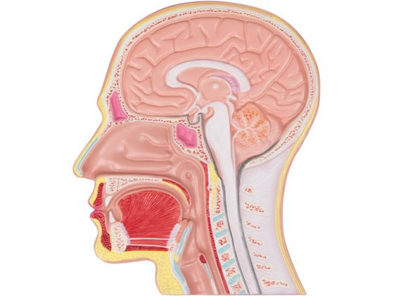 Erler-Zimmer �����f�ʃ��f�� 8-639-01