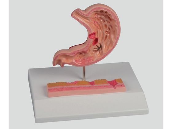 �A�Y���� �ݒ�ᇃ��f�� 120�~90�~20 8-8569-01