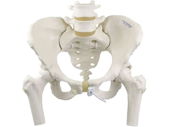 ���{�X���[�r�[�E�T�C�G���e�B�t�B�b�N �������Ճ��f��(���^�E��ڍ��t)��ڍ��t �l�̖͌^ 25-3004-01 A62 1