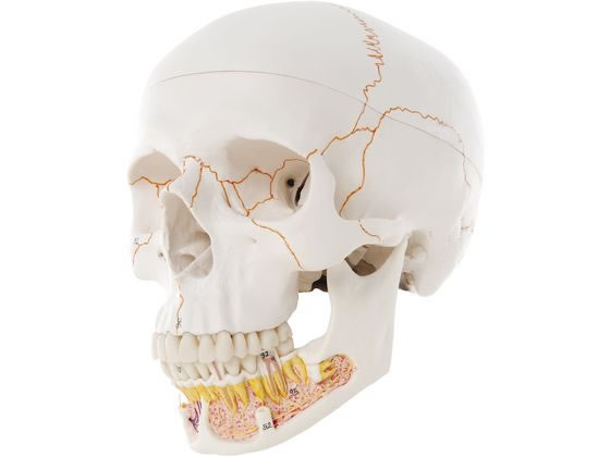 ���{�X���[�r�[�E�T�C�G���e�B�t�B�b�N ���W�E���{�J���^ 3�������f�� �l�̖͌^ 11-2030-00 A22(20X13.5X15.5CM)