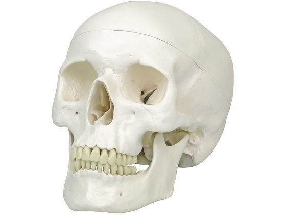 ���{�X���[�r�[�E�T�C�G���e�B�t�B�b�N �W���^���W���f�� �l�̖͌^ 11-2020-00 A20(20X13.5X15.5CM)