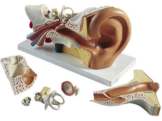 ���{�X���[�r�[�E�T�C�G���e�B�t�B�b�N ���t���o�탂�f��(�W���^)�l�̖͌^ 11-2120-00 E10(34X16X19CM)