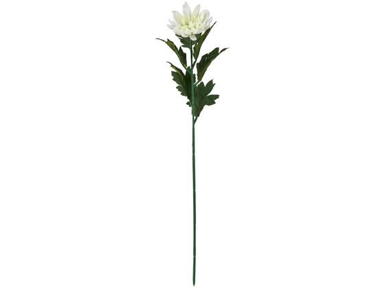 東京堂 山科菊 ホワイト #1 WHITE FM0F4050-001