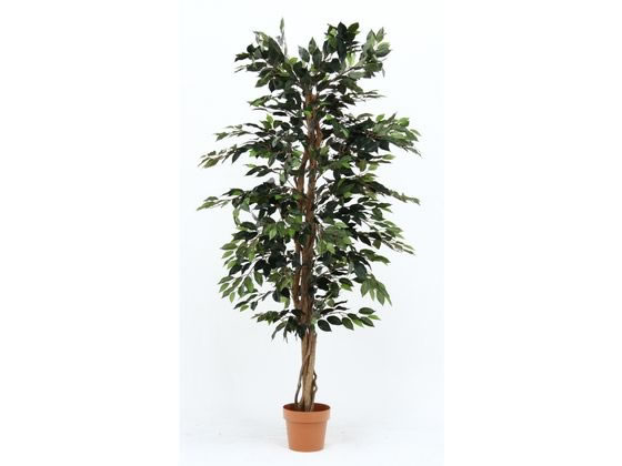 不二貿易 観葉植物 フィカス 1124 A 52662 不二貿易 観葉植物 フィカス 1124 A 52662