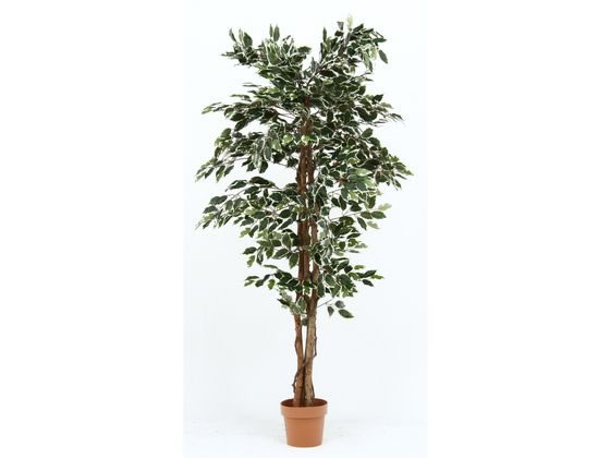 不二貿易 観葉植物 フィカス 1124 B 52664 不二貿易 観葉植物 フィカス 1124 B 52664
