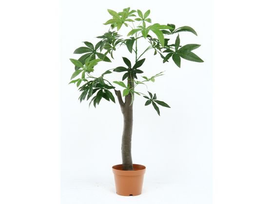 不二貿易 観葉植物 パキラ 朴の木タイプ 52665 不二貿易 観葉植物 パキラ 朴の木タイプ 52665
