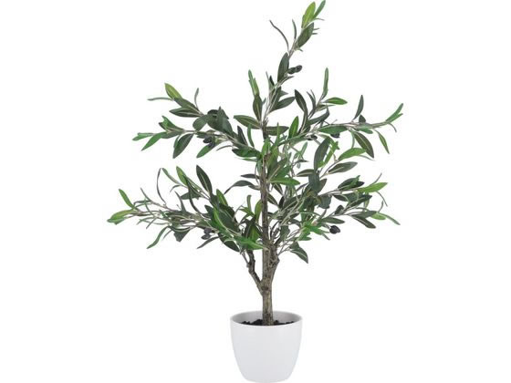 不二貿易 観葉植物 オリーブ 312 52689
