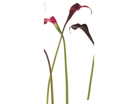 東京堂 造花 ヴィンセントカラー S #3 RED 0