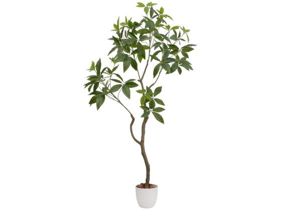 ファミリー・ライフ 光触媒 インテリアグリーン パキラ 04571 ファミリー・ライフ 光触媒 インテリアグリーン パキラ 04571