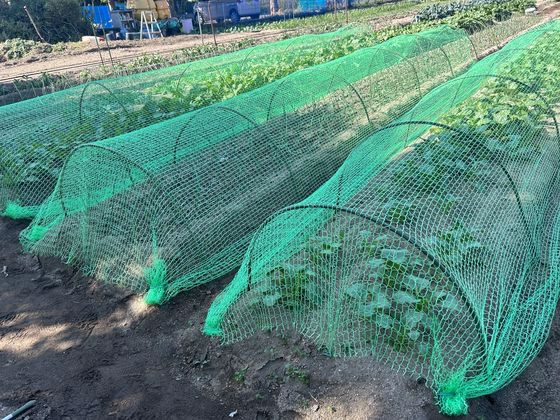 とまと　ネット　8ｍ×6ｍ　緑 ヒラカワ ふわふわグリーンネット 約2m×5m QT-621が1,383円 通販