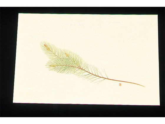 A[ebN ڎO ΂܂ N[ 100 WSS-2 