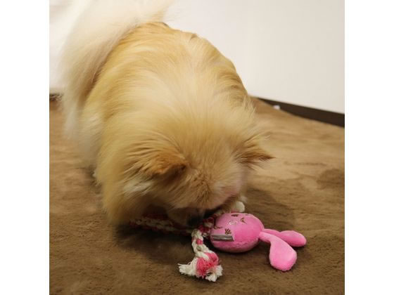 ドギーマンハヤシ 激遊びハミガキコットン うさっち Ssが396円 ココデカウ